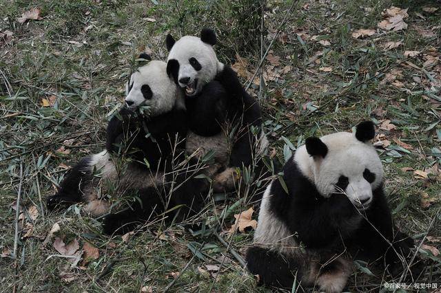 欧亚体育成都旅游4天3晚旅游攻略看完马上出发(图2)