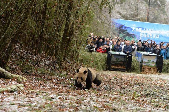 欧亚体育超详细的四川旅游攻略最佳路线四川旅游如何安排看完怎么玩了！(图9)