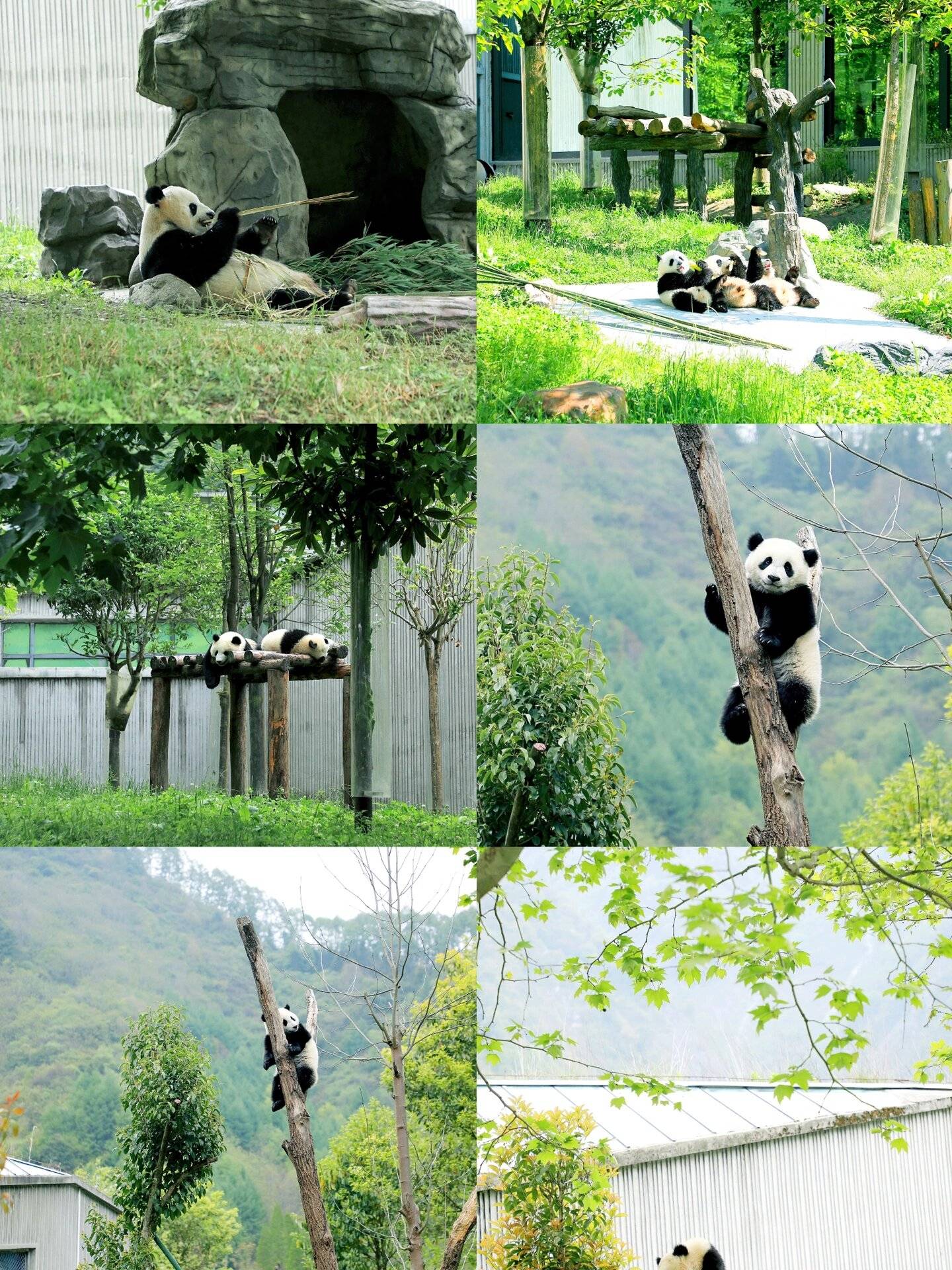 欧亚体育四川旅游2天攻略亲子游玩 第一次去必旅游的朋友必看！(图2)